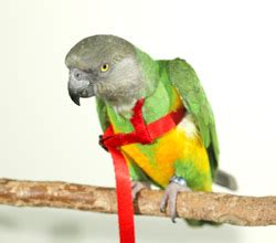 Aviator Harness - Leash for Parrots Sold by Parrot Wizard