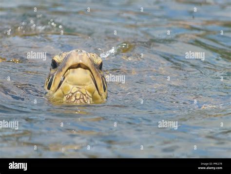 Napili beach maui hi-res stock photography and images - Alamy