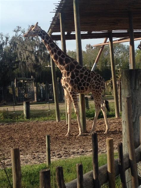 Tampa Zoo ️