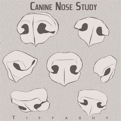 Canine/Wolf/Dog Nose Study | Canine drawing, Colorful dog art, Animal ...