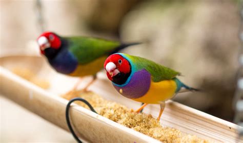 Gouldian Finch - Aviculture Hub