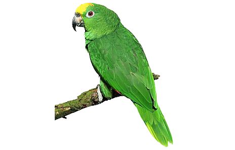 Parrot Clipart Green Parrot - Parrot Transparent PNG - 640x480 - Clip ...