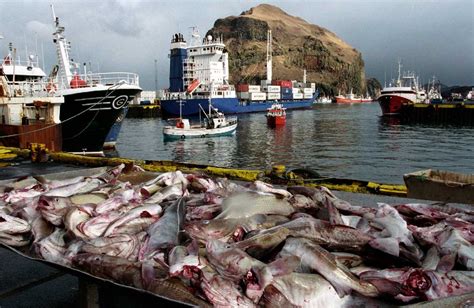 The Icelandic fishing industry has grown to become a world leader ...