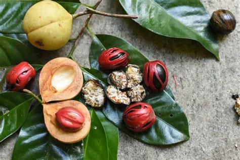 The nutmeg tree, also known by its botanical name Myristica fragrans, is indigenous to Banda ...