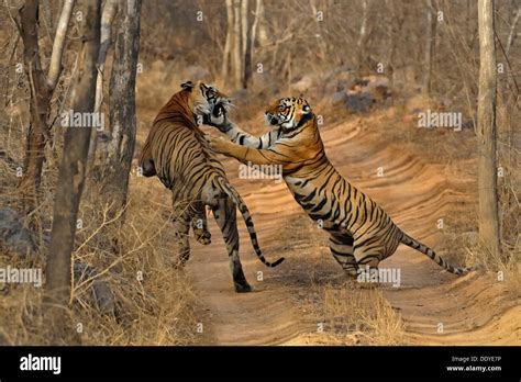 A mating pair of tigers (Panthera tigris) on a jungle track in Ranthambore National Park ...