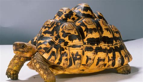 Leopard Tortoise Size, housing, food and light requirements