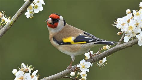 Goldfinch Full HD Wallpaper and Background Image | 1920x1080 | ID:180251