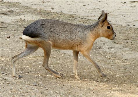 The Weirdest Animals in South America - RealWords