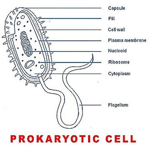 BASIC STRUCTURE OF A PROKARYOTIC CELL | Prokaryotic cell, Cell, Nuclear membrane