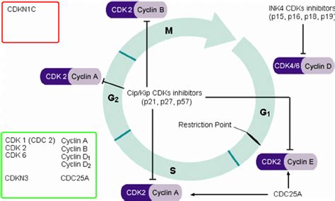 Regulation of CDK activity in the cell cycle. The four major mechanisms ...