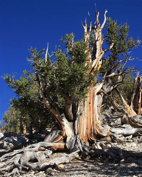 Meet The Methuselah Tree, The Oldest Tree In The World