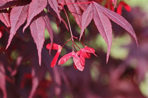 Growing Japanese Maples From Seed - How To Germinate Japanese Maple Seed