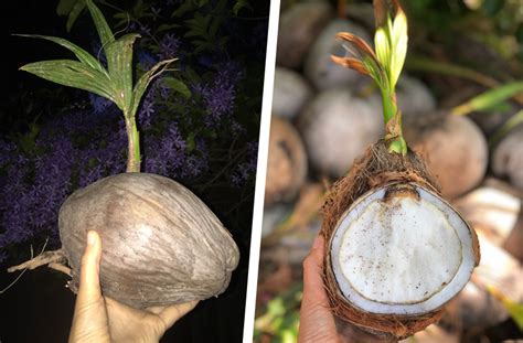 What Are Sprouted Coconuts? Here's What to Know | herbivore times