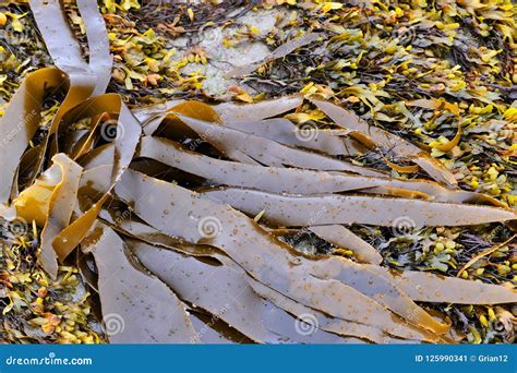 Brown Seaweed on the Coast of North East England Stock Image - Image of birds, digitata: 125990341