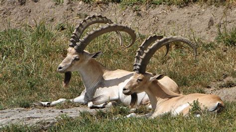 Wildlife Policies in Ethiopia | Wildlife Law Africa | Legislation and Cases