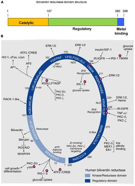 Biliverdin reductase - Alchetron, The Free Social Encyclopedia