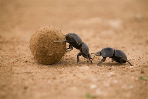 Animal Sex: How Dung Beetles Do It | Live Science