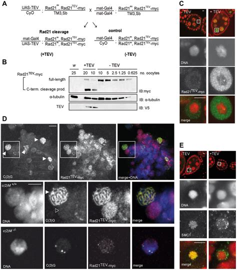 Rad21TEV-myc cleavage by TEV protease expression during oogenesis... | Download Scientific Diagram