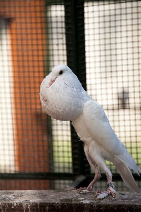 English Pouter Pigeon stock image. Image of female, young - 104469873