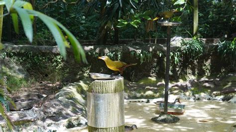 The Green Oropendola (Psarocolius viridis) is a species of bird found in Central and South ...