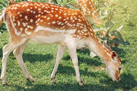 Group of young fallow deer eating grass on summer outdoor - stock photo 1902933 | Crushpixel