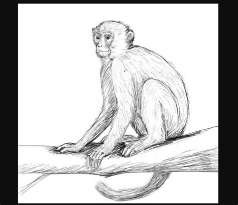 Monkey Drawing Images / Drawing monkey images stock photos vectors ...