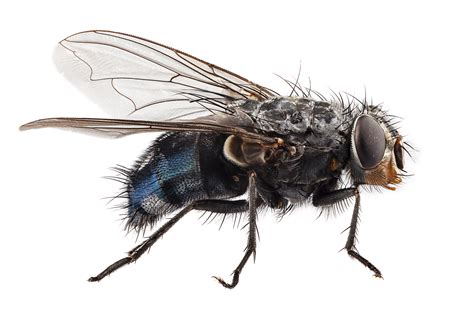 Flies - AAI Pest Control