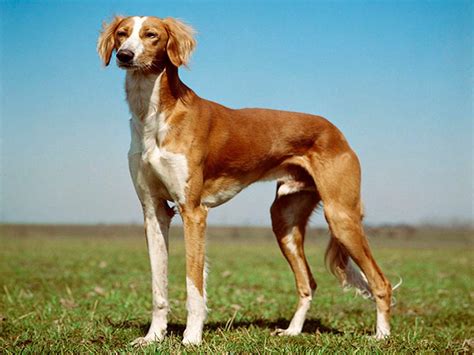 About Saluki | Coat | Color in Kolkata, India