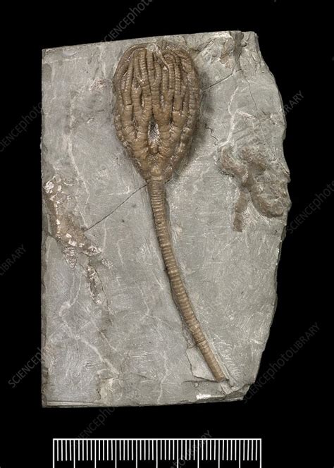 Fossil crinoid - Stock Image - C011/2282 - Science Photo Library