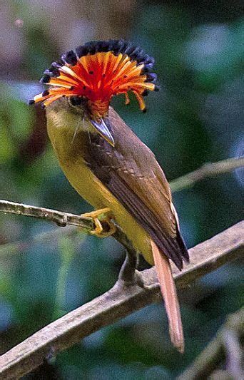 Pin by Sivaji Raju on birds | Beautiful birds, Pretty birds, Nature birds