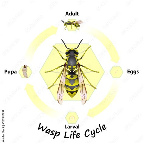 wasp life cycle ireland - Ashleigh Conn