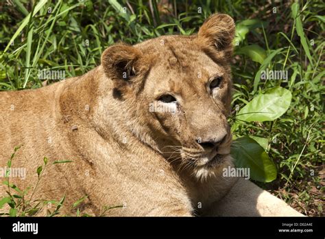 Wild animals in kerala hi-res stock photography and images - Alamy