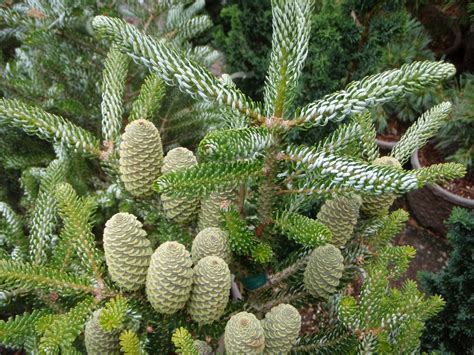 Abies koreana (Abeto Coreano, Korean Fir, Kusang Namu, Sapin Coréen) | North Carolina Extension ...