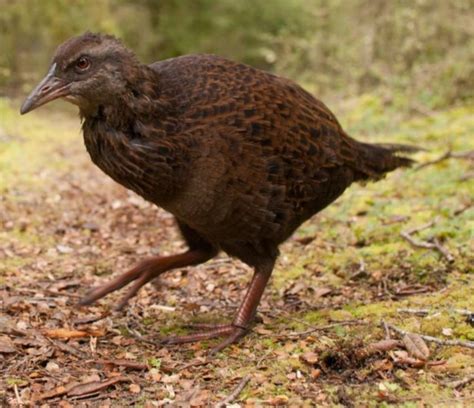 THE FLIGHTLESS ENDEMIC BIRDS OF NEW ZEALAND – PART 2 – Chasing Dreams