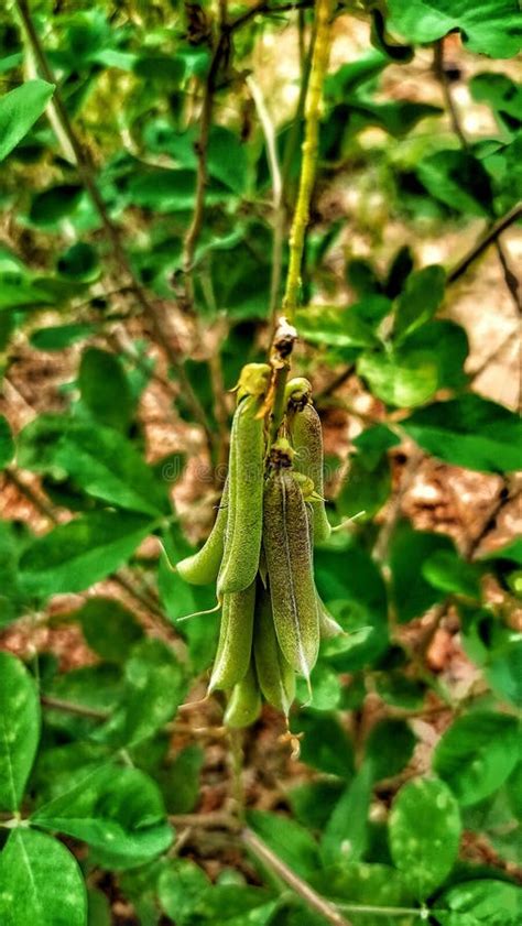 Crotalaria Pallida Aiton, Orok Orok, Plants for Green Fertilizer with Medicinal Properties Stock ...