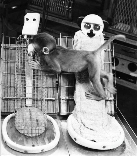 Harlows Monkey Experiment Photograph by Photo Researchers, Inc.