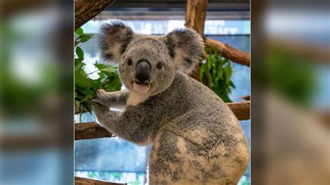 Palm Beach Zoo showing off new resident