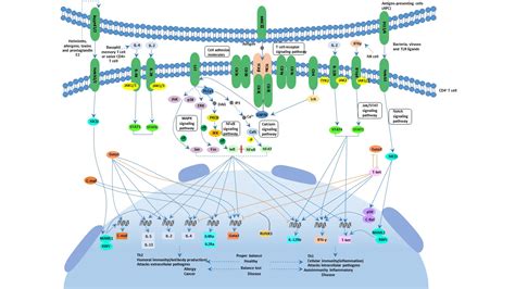 Th1 and Th2 cell differentiation - Cusabio