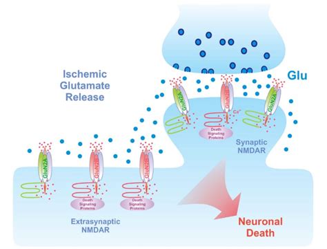 Ionotropic Glutamate-gated Receptors - Creative Bioarray