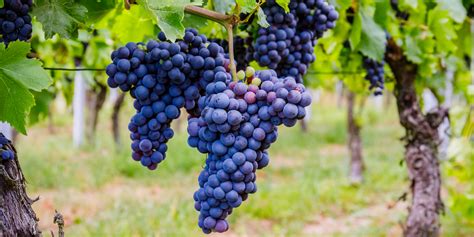 Growing Grapes - How To Plant & Maintain Grape Vines