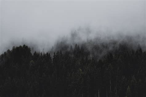 Black and white forest [3648x2432] : wallpapers