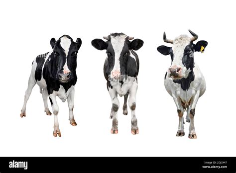 Three black white cows Cut Out Stock Images & Pictures - Alamy