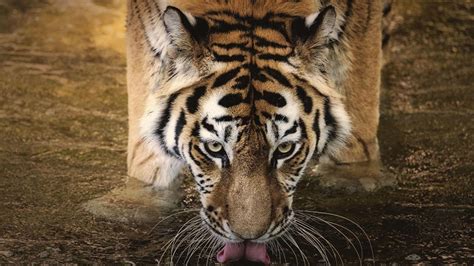 Tiger Drinking Water Wallpapers - Top Free Tiger Drinking Water ...