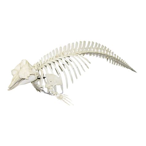 Replica Teaching Quality Pygmy Sperm Whale Skeleton For Sale – Skulls Unlimited International, Inc.