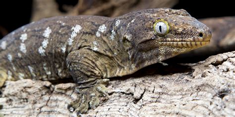 New Caledonian gecko | Smithsonian's National Zoo and Conservation Biology Institute