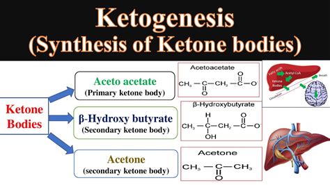 Ketone body synthesis | Ketogenesis | Formation of ketone bodies ...