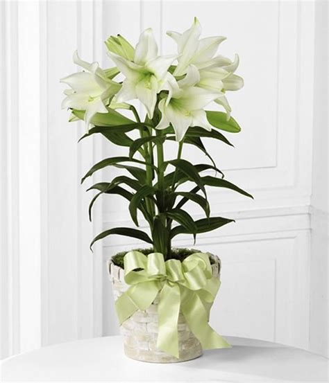 Easter Lily Plant in 2020 | Orchid arrangements, Easter flowers ...