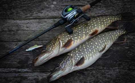 Muskie vs. Pike: Recognizing the Distinctions - Finn's Fishing Tips