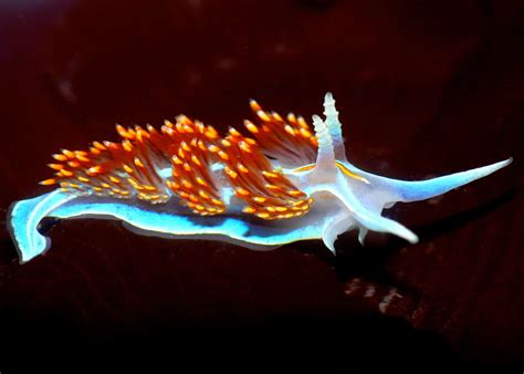 Nudibranch: 10 Facts about thieving, psychedelic sea slugs