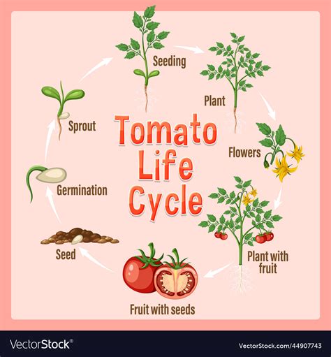 Life cycle of a tomato plant diagram Royalty Free Vector